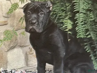 Cane Corso dogs Noelle - Ad 32