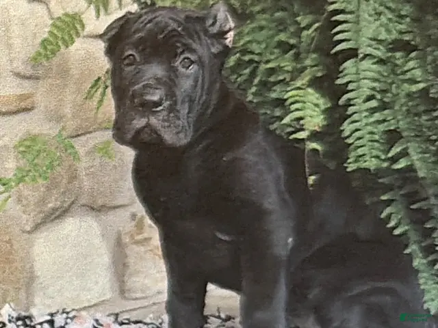Cane Corso dogs Noelle - Ad 30