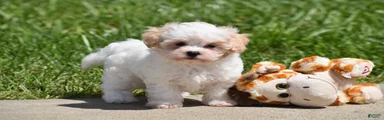Tootsie