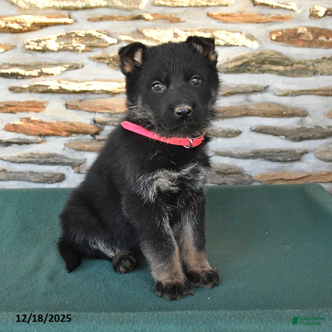 German Shepherd dogs for sale: Mable - Ad 4