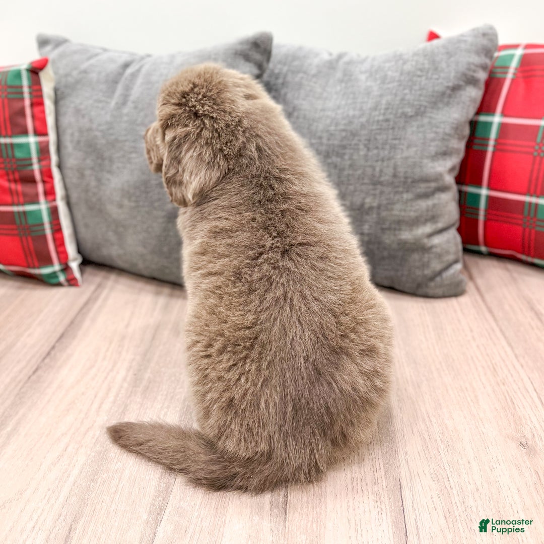 Newfoundland dogs for sale: Rusty - Ad 5