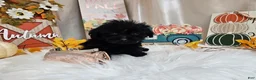 Yorkiepoo dogs for sale: Ava Jolene - Ad 3