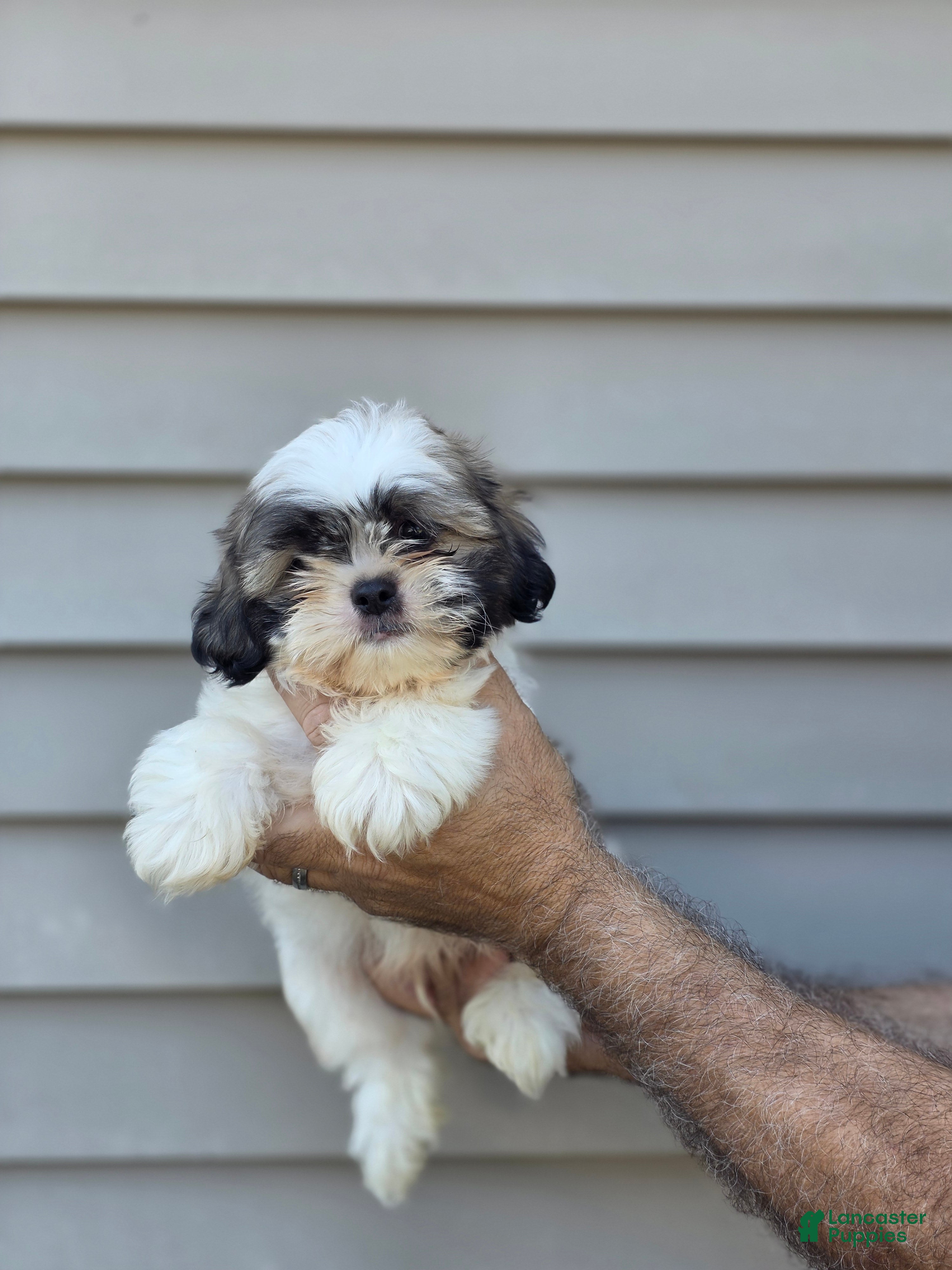 Shih Tzu dogs Jerry  - Ad 1