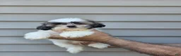 Shih Tzu dogs for sale: Jerry  - Ad 1