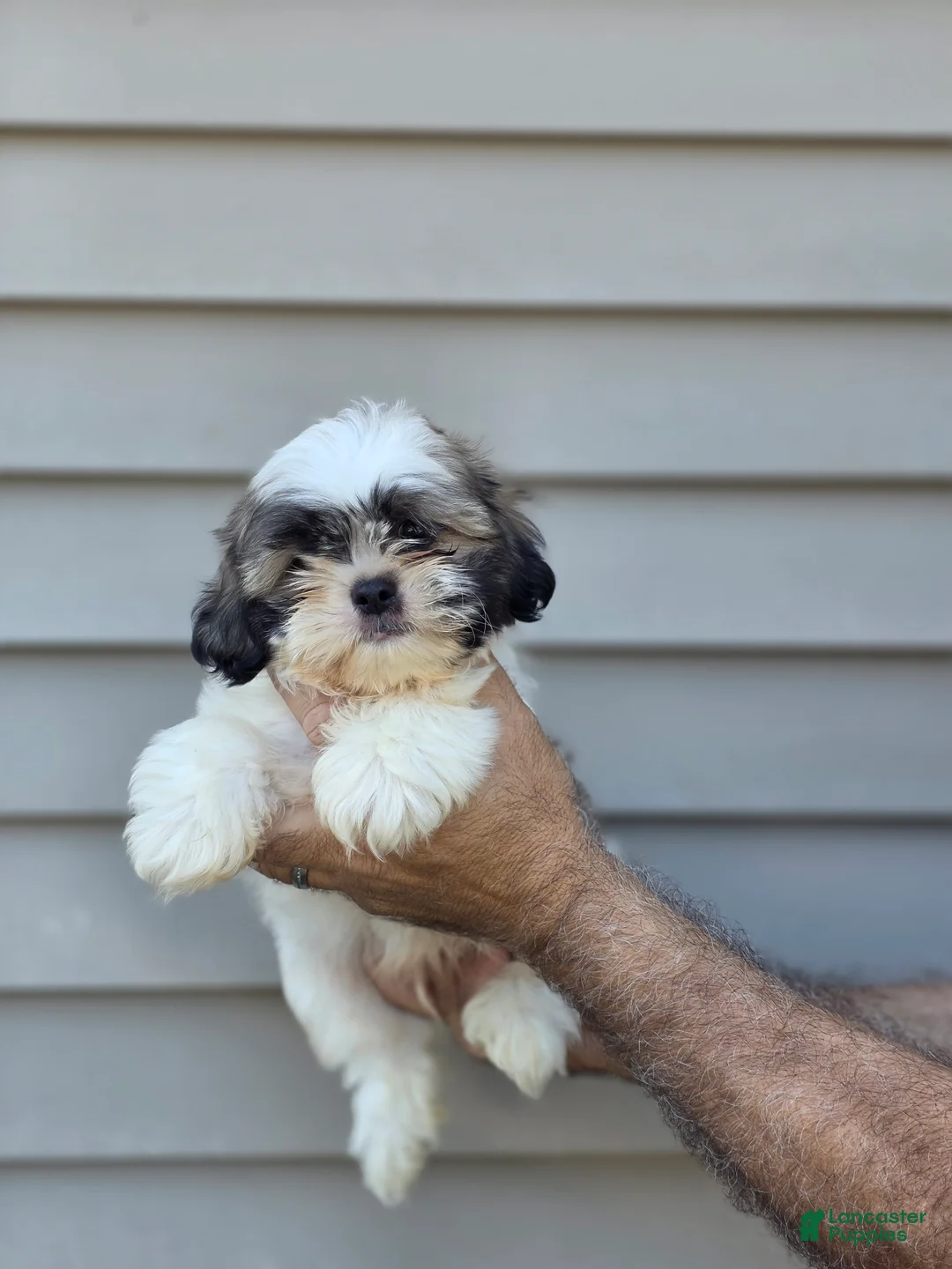Shih Tzu dogs for sale: Jerry  - Ad 1