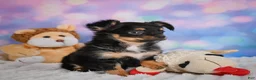 Chihuahua dogs for sale: Elvis - Ad 10