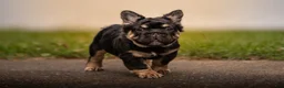 French Bulldog dogs for sale: T-Bone - Ad 6