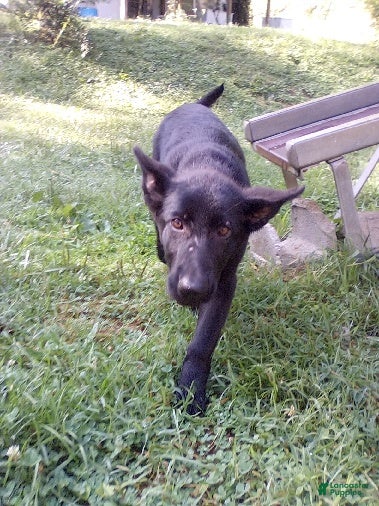German Shepherd dogs Shirley - Ad 1