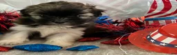 Shih Tzu dogs for sale: Abel - Ad 5