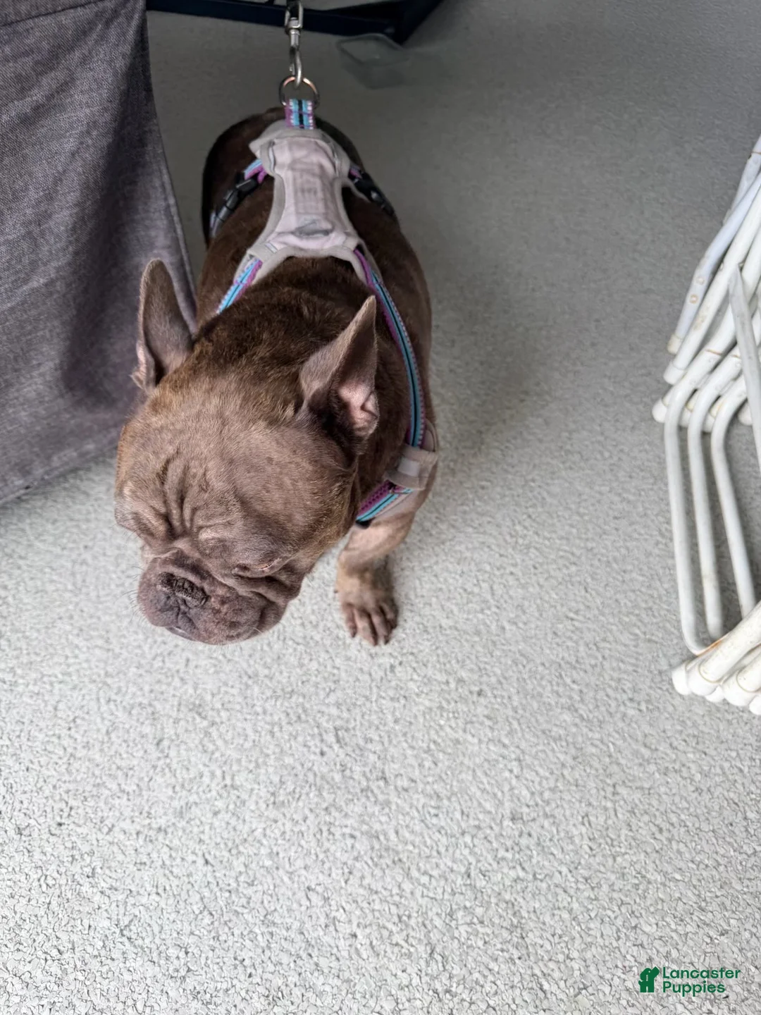 French Bulldog dogs for sale: French Bulldog 1 - Ad 4