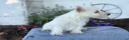 West Highland Terrier dogs for sale: Atlas - Ad 11