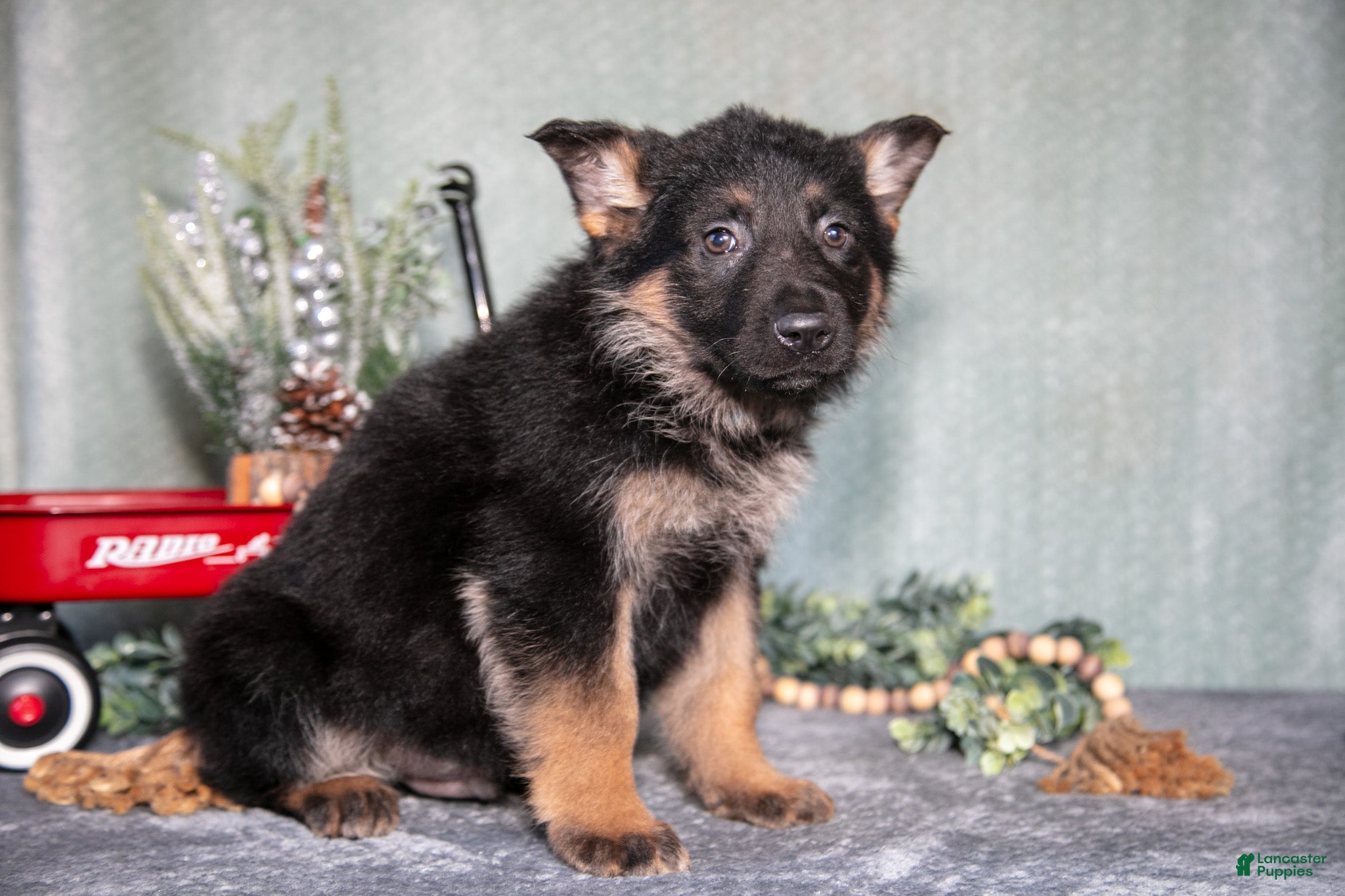 German Shepherd dogs Luka - Ad 2