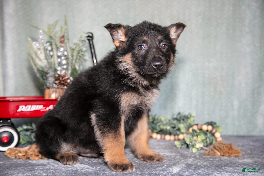 German Shepherd dogs for sale: Luka - Ad 2