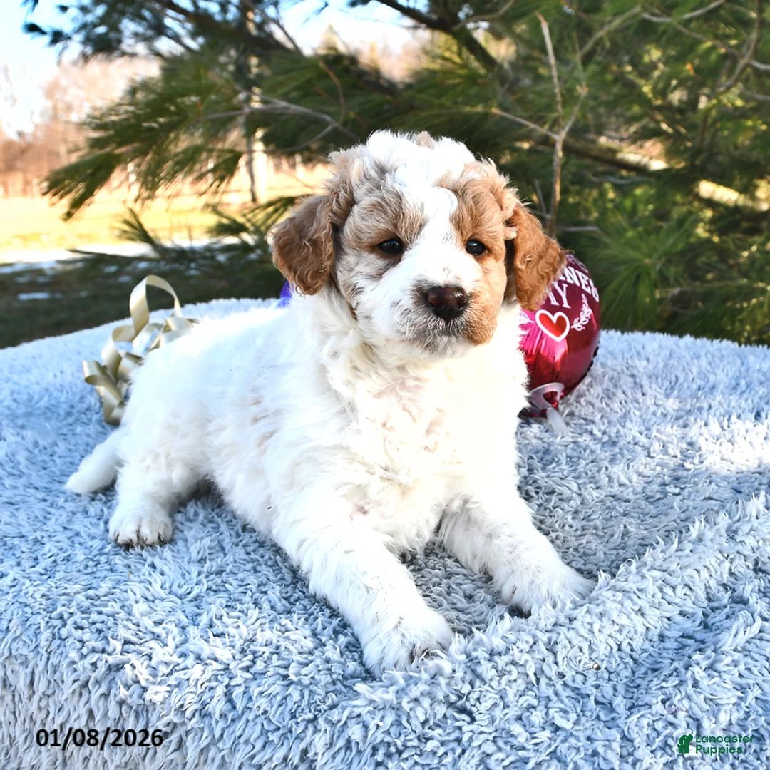 Mini Goldendoodle dogs for sale: Parker - Ad 9