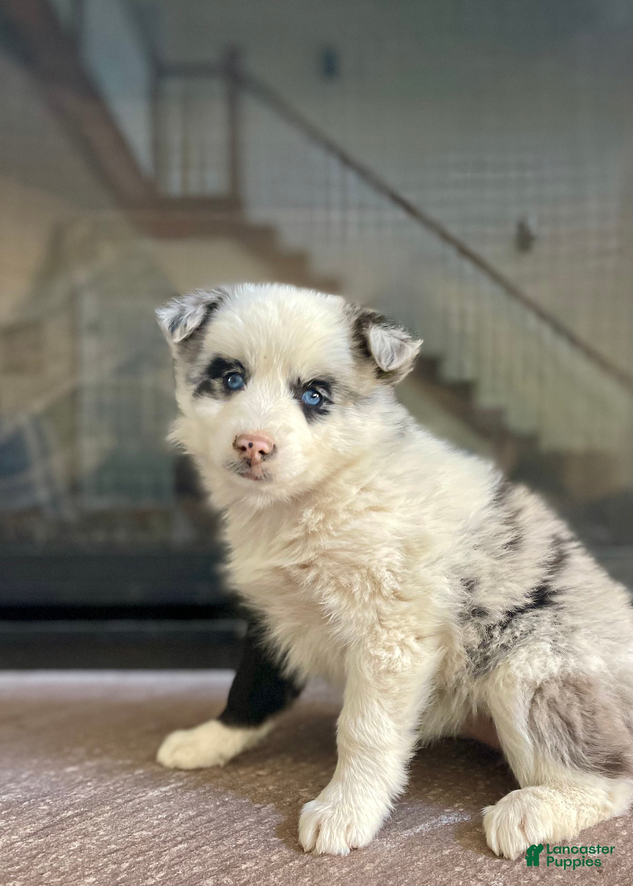 Pomsky dogs Cherry - Ad 2