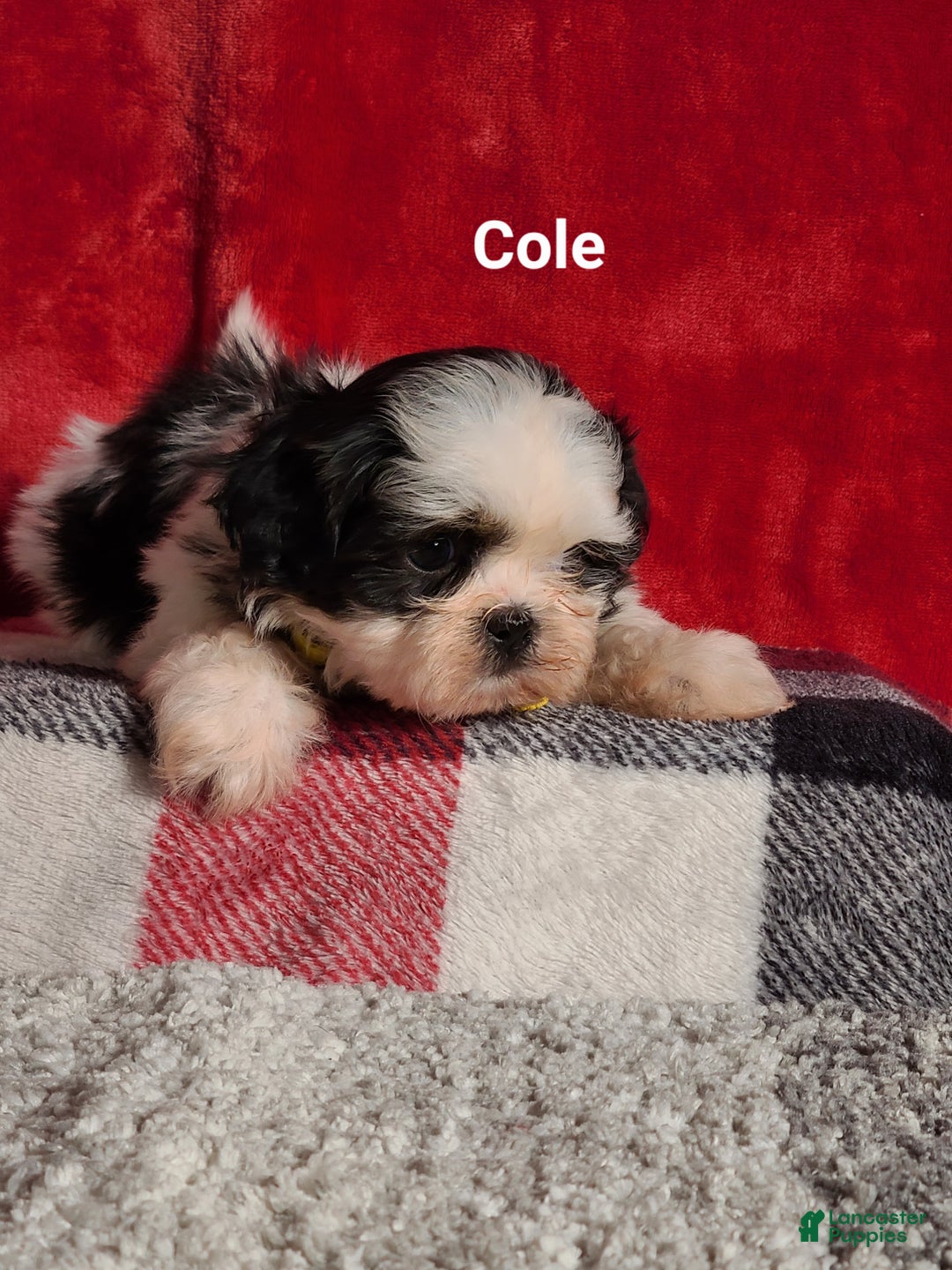 Shih Tzu dogs for sale: Cole  - Ad 2