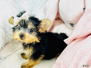Yorkshire Terrier dogs - Ad 38