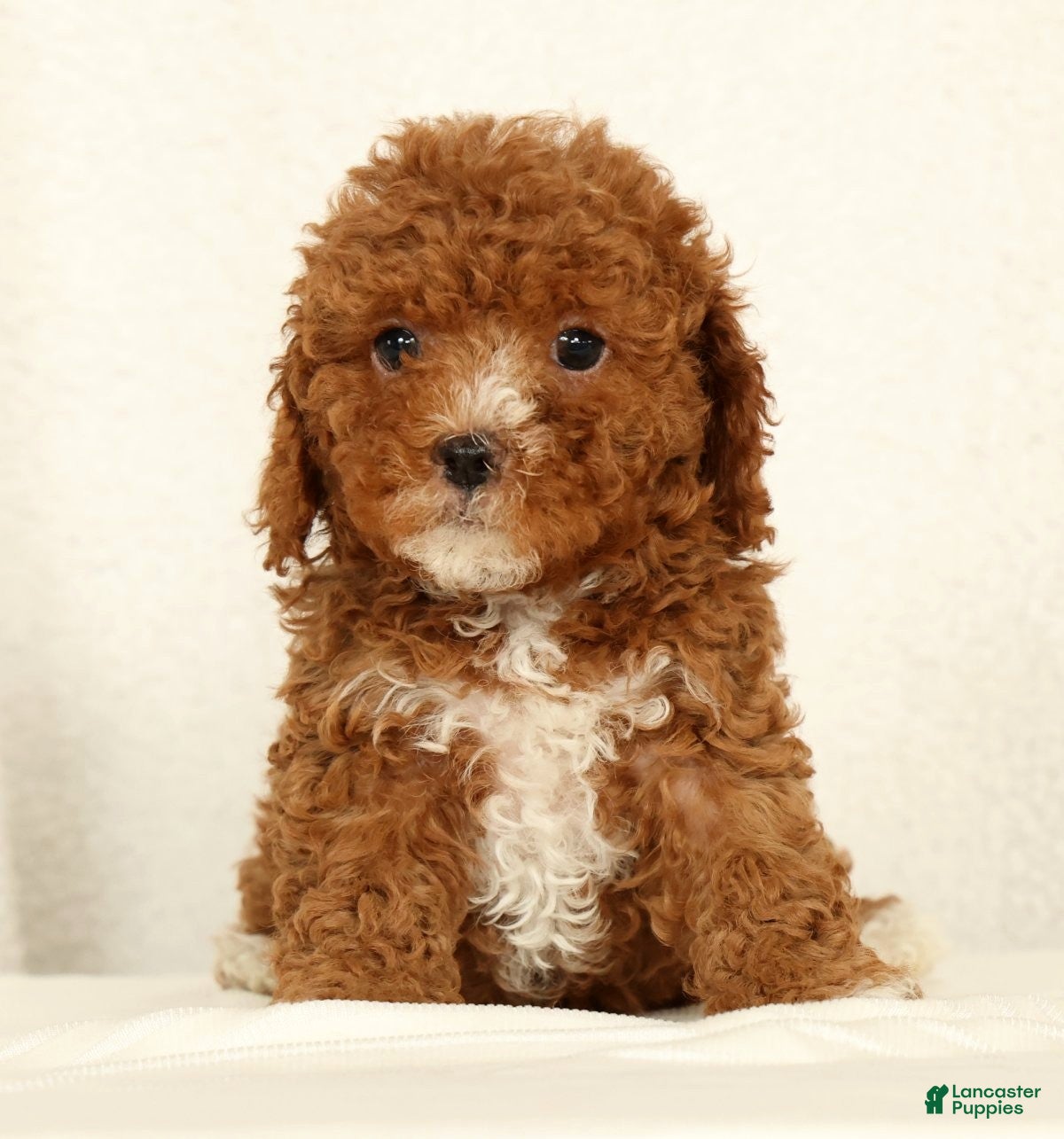 Cavapoo dogs Harper - Ad 2