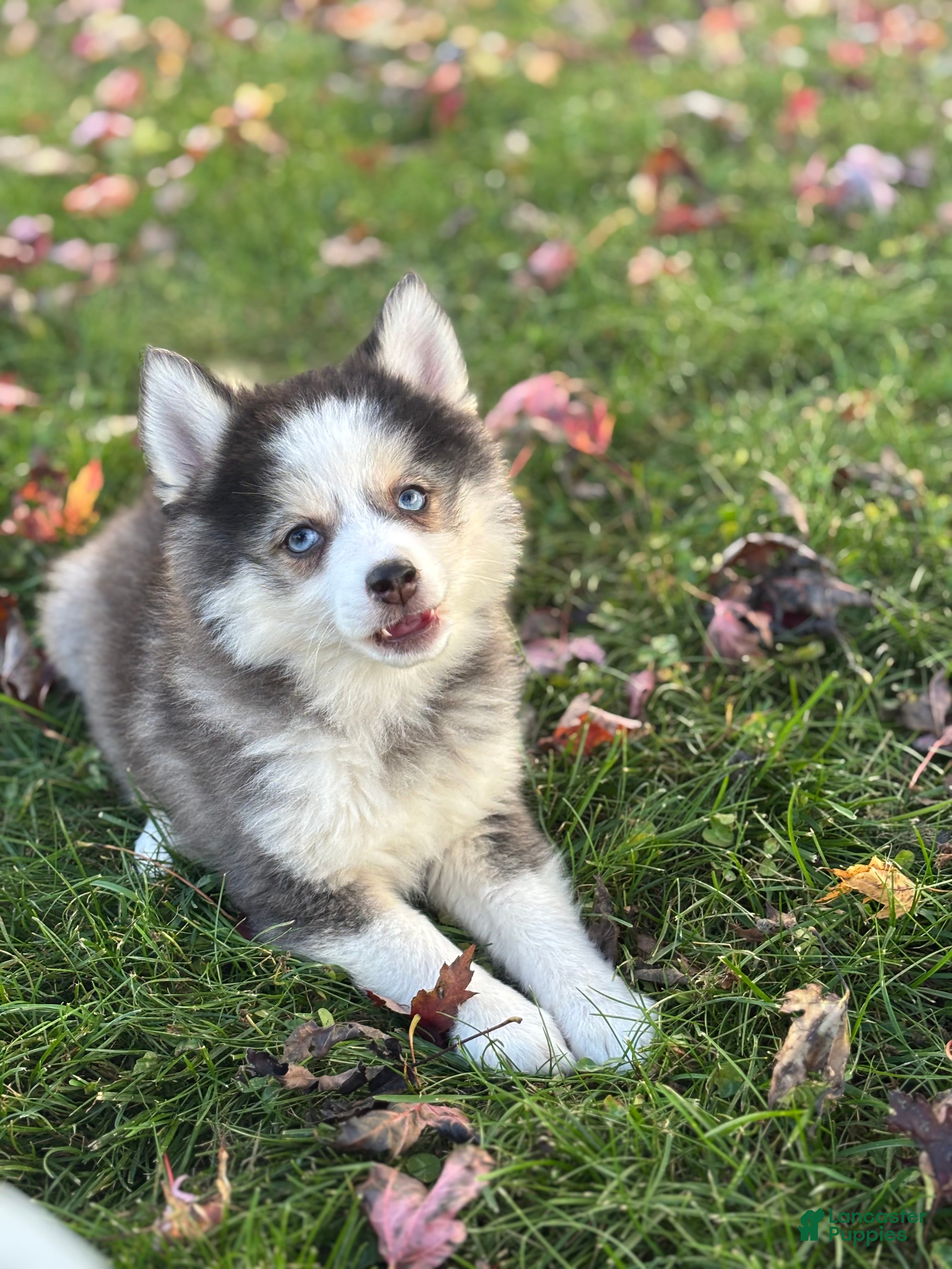 Pomsky dogs for sale: Alice - Ad 2