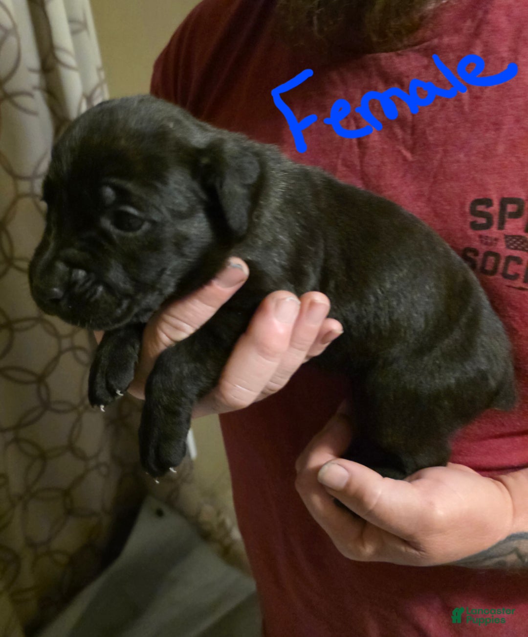 Cane Corso dogs for sale: Cane Corso Puppy 5 - Ad 1