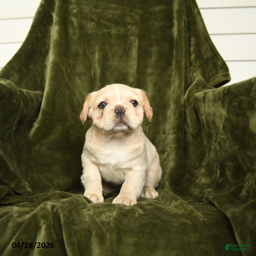 French Bulldog dogs Tucker - Ad 2