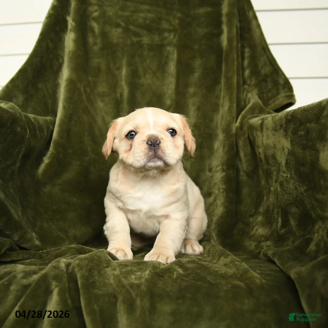 French Bulldog dogs for sale: Tucker - Ad 2