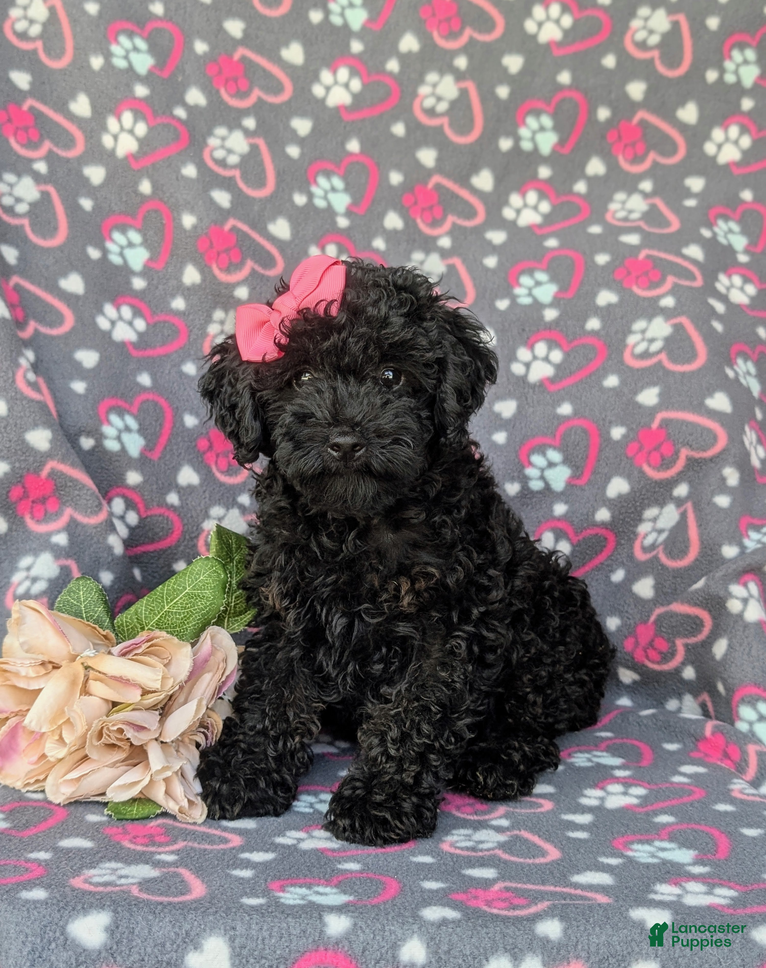 Cockapoo dogs Juliet Hypoallergenic - Ad 2
