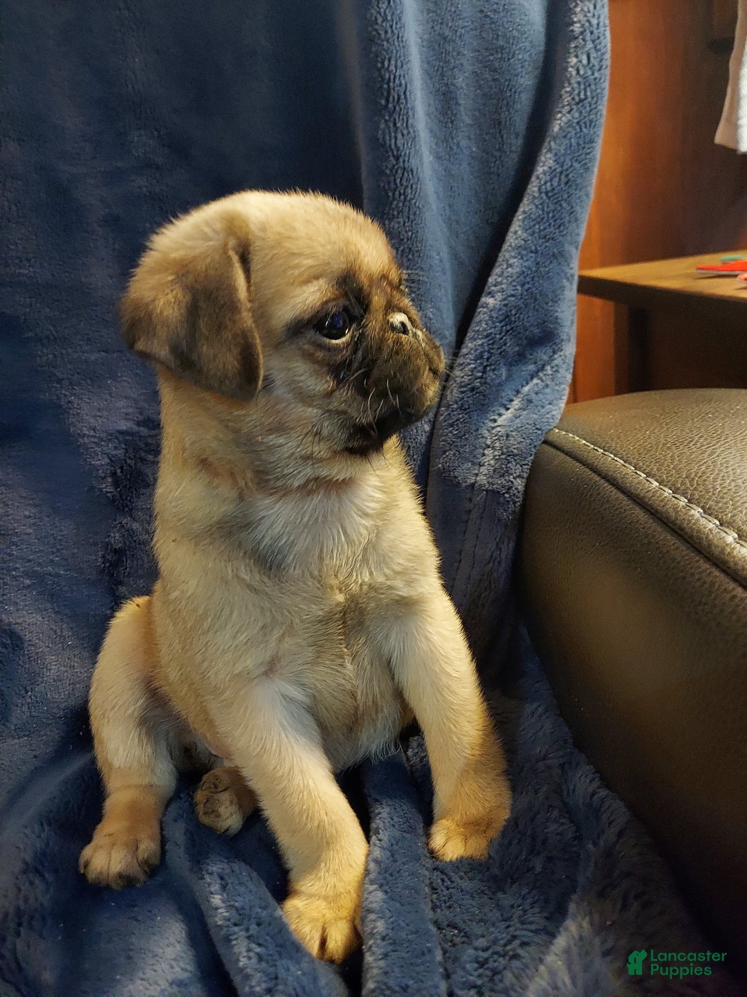 Pug dogs for sale: WILLIE - Ad 11