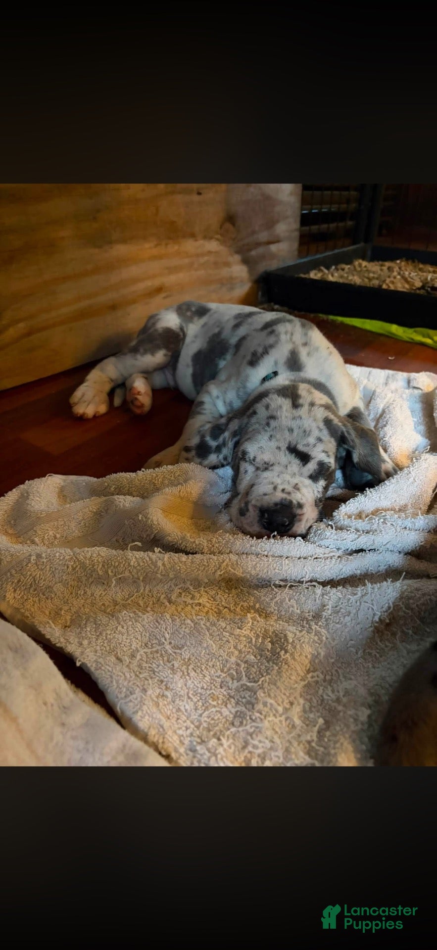 Great Dane dogs Great Dane 3 - Ad 1