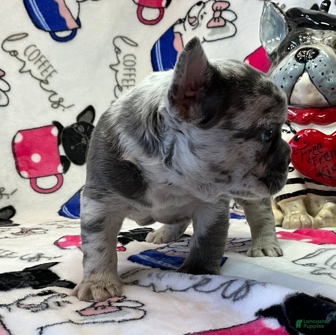 French Bulldog dogs for sale: Tracker - Ad 16