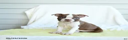 Boston Terrier dogs for sale: Nixon - Ad 3
