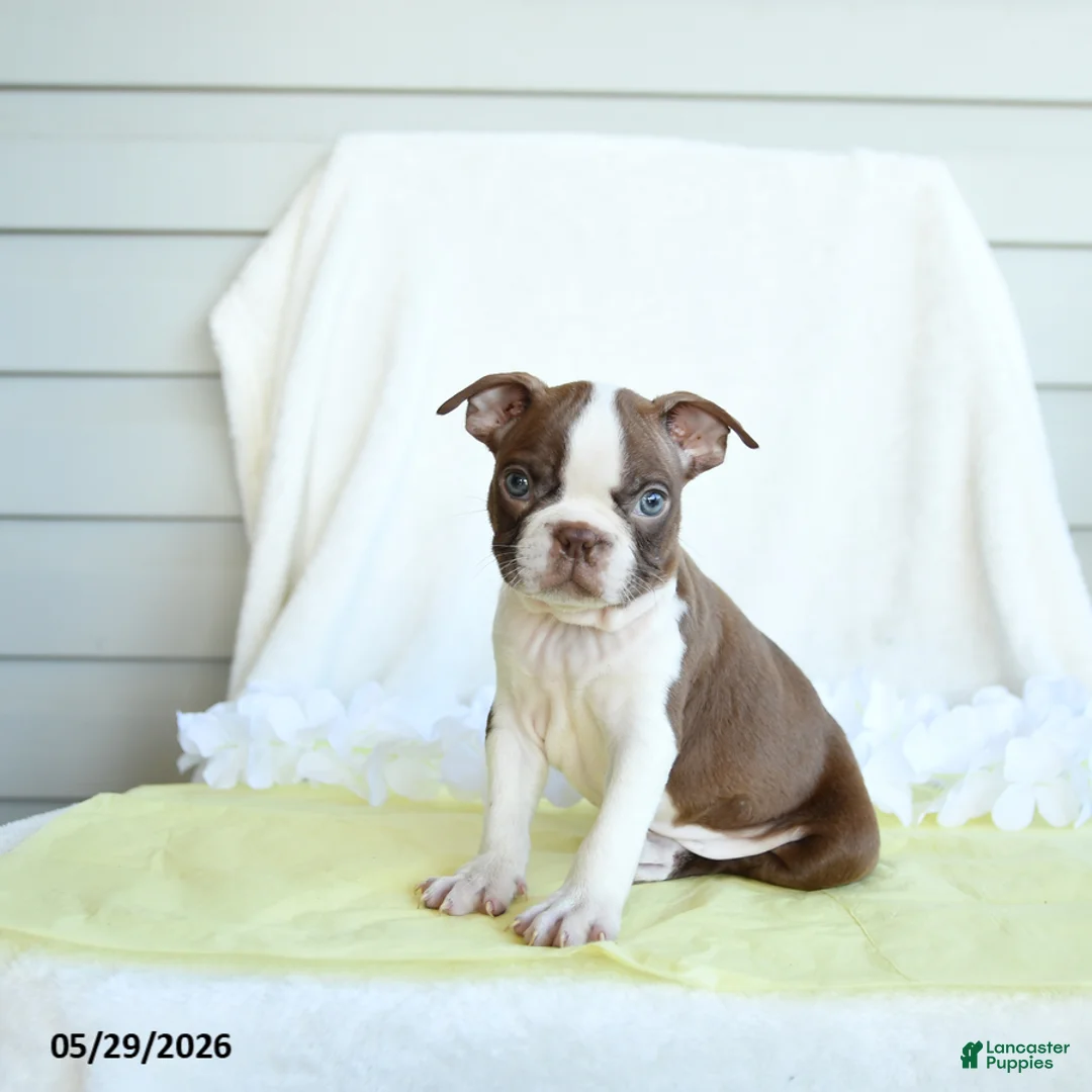 Boston Terrier dogs for sale: Nixon - Ad 3