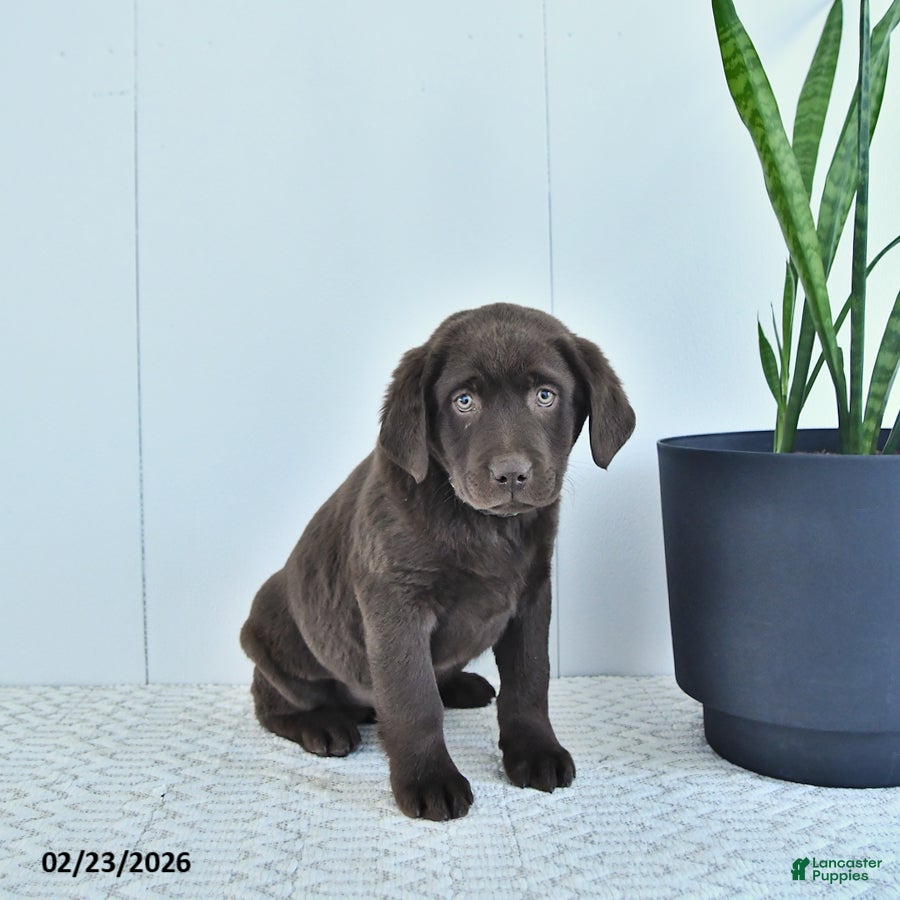 Labrador Retriever dogs Hunter - Ad 2