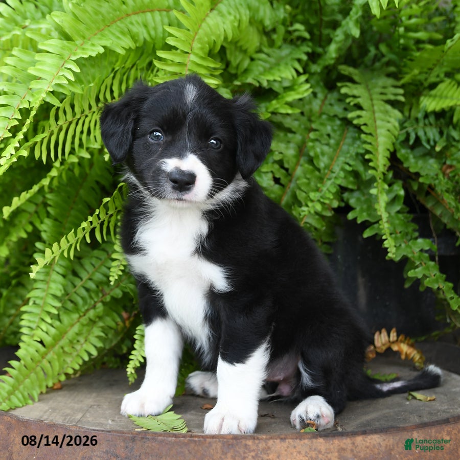 Mixed Breed dogs Jewel - Ad 1