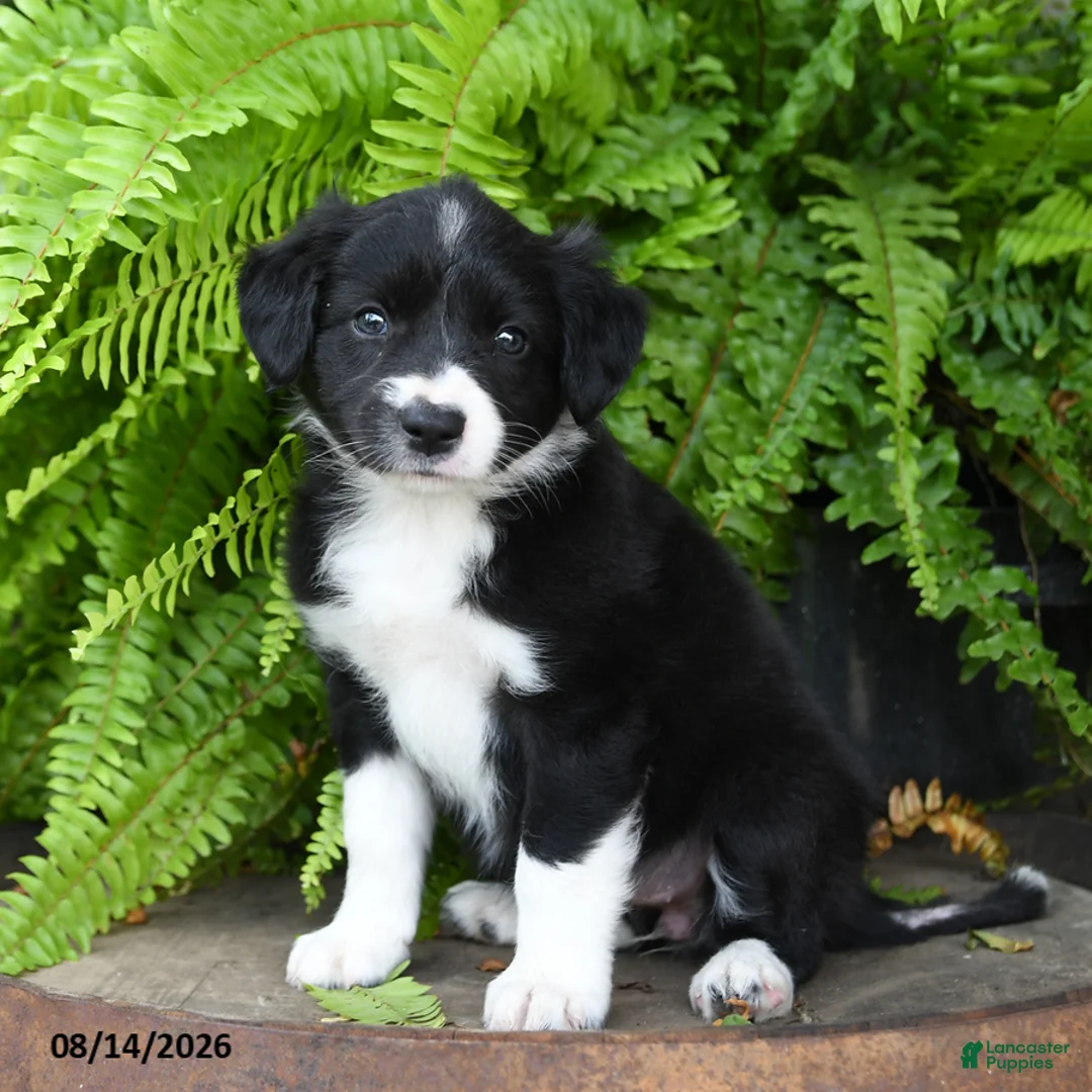 Mixed Breed dogs for sale: Jewel - Ad 1