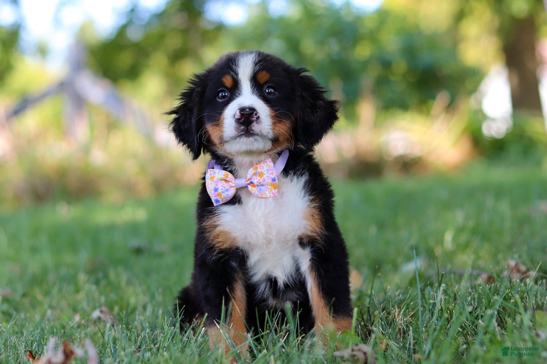 Bernese Mountain Dog dogs for sale: Oakley  - Ad 5