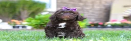 Portuguese Water Dog dogs for sale: Hailey - Ad 3