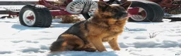 German Shepherd dogs for sale: Buster - Ad 5