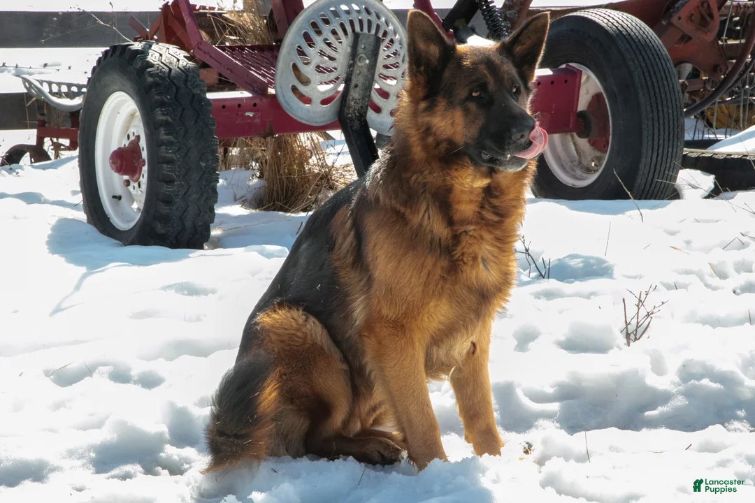 German Shepherd dogs for sale: Buster - Ad 5