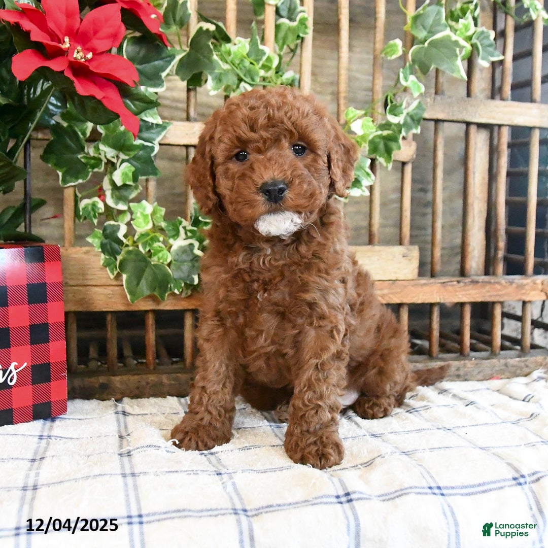 Mini Goldendoodle dogs for sale: Fawn  - Ad 3
