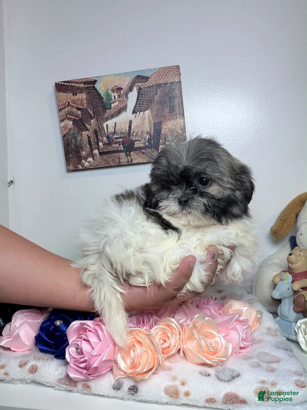 Shih Tzu dogs for sale: Toby - Ad 4