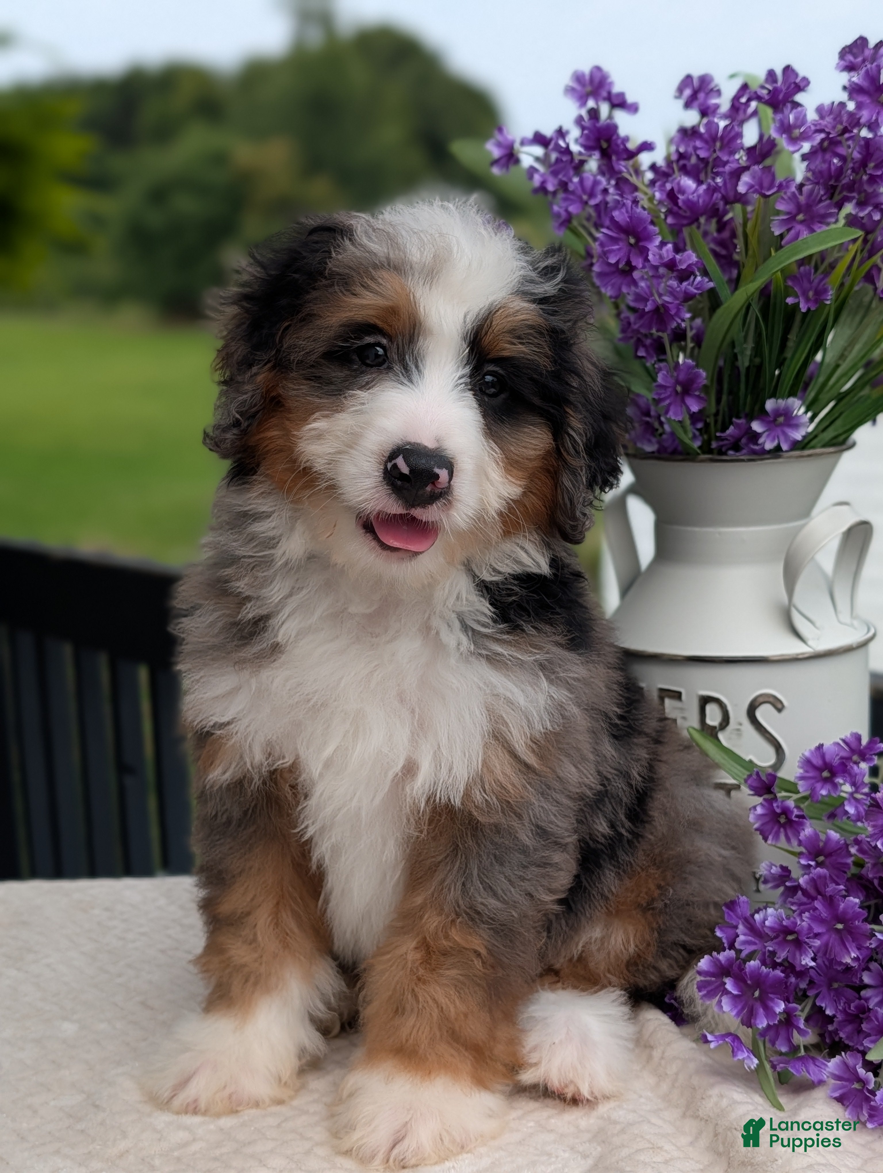 Mini Bernedoodle dogs Mini Louie  - Ad 1