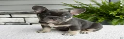 French Bulldog dogs for sale: Noah - Ad 6
