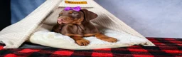 Doberman Pinscher dogs for sale: FANNIE - Ad 12