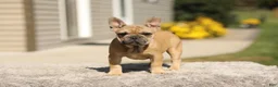 French Bulldog dogs for sale: Ocean – Fawn - Ad 8