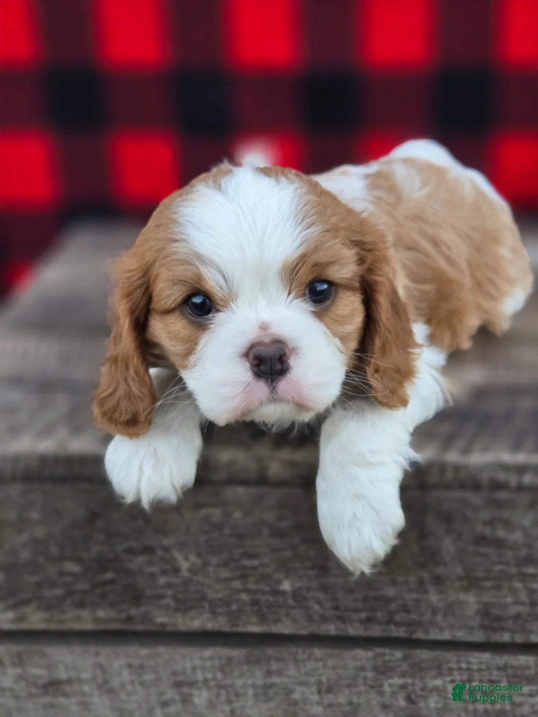 Cavalier King Charles Spaniel dogs for sale: Tootsie - Ad 1