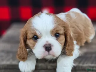 Cavalier King Charles Spaniel dogs for sale: Tootsie - Ad 1