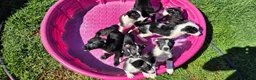 Mixed Breed dogs for sale: Mixed Breed 6 - Ad 3