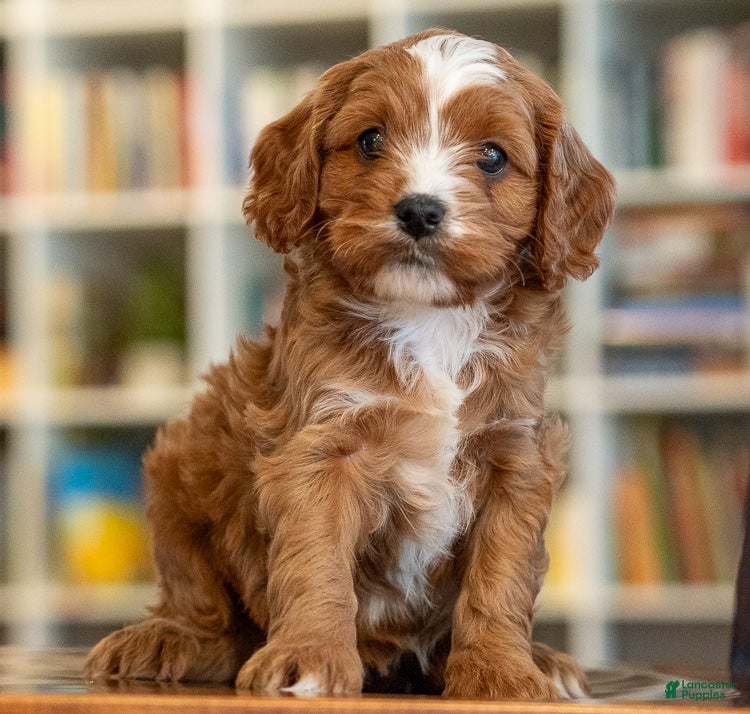 Cavapoo dogs Max - Ad 21