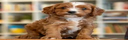 Cavapoo dogs for sale: Max - Ad 1